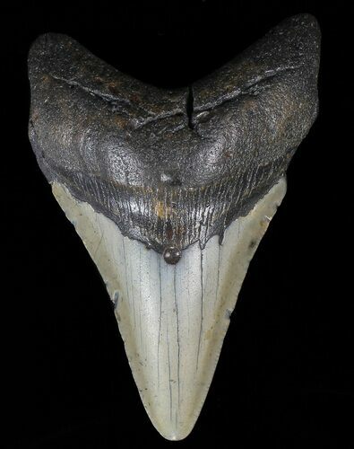 Megalodon Tooth - North Carolina #67121